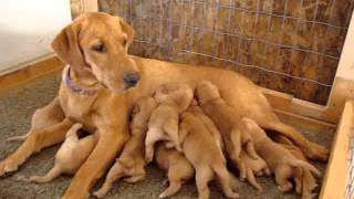 Fox Red Labradors nurse
