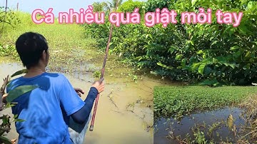 Câu cá rô đồng cá ăn giật liên tục .Tập 2