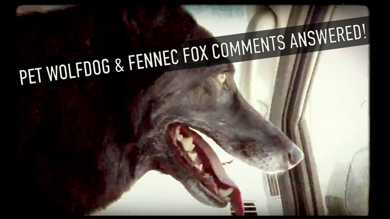 frequently asked questions in quantitative finance pdf Answering Questions About My Pet Wolfdog & Fennec Fox