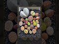पत्थर की तरह दिखने वाला पौधा |#shots #plants #shotsvideo #youtubeshorts #lithops #viral #shots_video