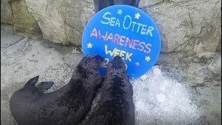 Happy Sea Otter Awareness Week!