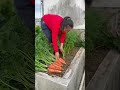 Pulled Fresh Carrots &amp; Prepped Soil for Spring Planting 🥕🌱#CarrotHarvest #SpringGarden #shorts