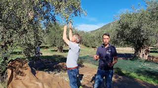 Olives harvest in the Delphic valley, November 2023
