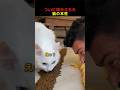 ついに明かされた猫の本性のサムネイル