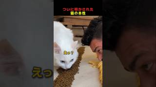 ついに明かされた猫の本性