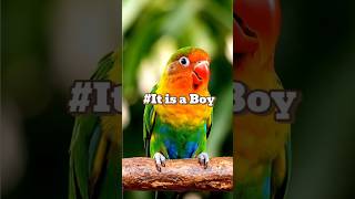 The Lovebird Foolproof DNA Trick? #Lovebirds #BirdCare #AfricanLovebird