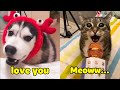 Try Not To Laugh 🔴 Cats and Dogs Can Speak English!