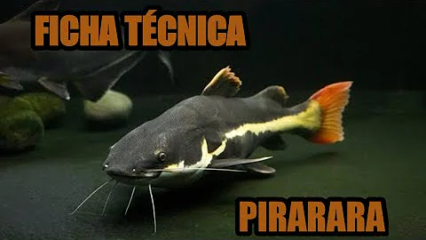 Como criar Pirarara em tanque?