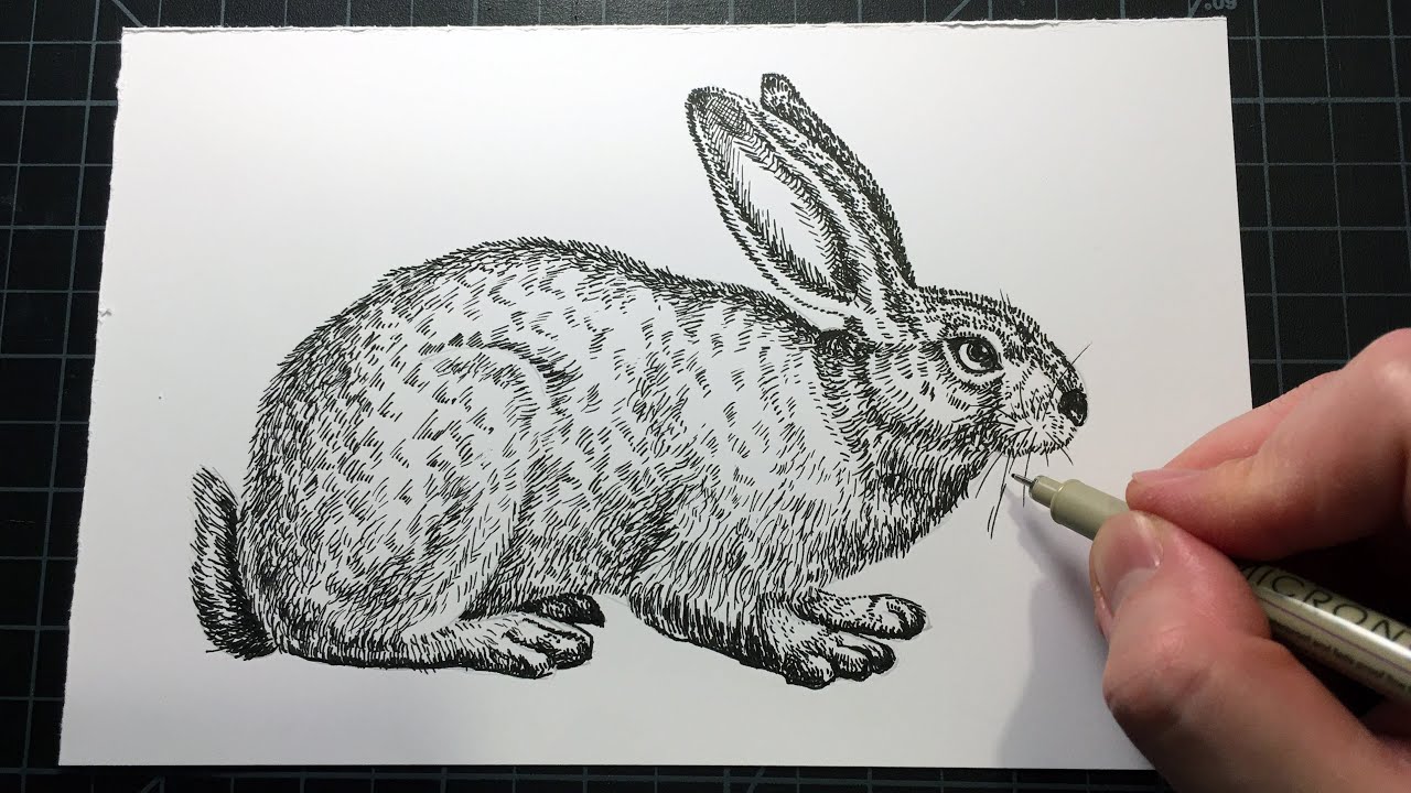 #兔子#手绘兔子#rabbit# 澳大利亚的兔子为何泛滥成灾?画一只兔子告诉你。How to draw a rabbit - YouTube