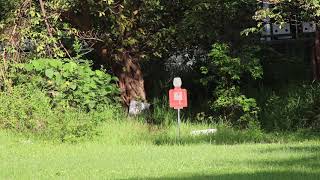 Upgraded KSC MP7 GBBR Shooting Test