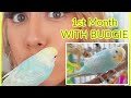 1st month with baby budgie What Its REALLY Like