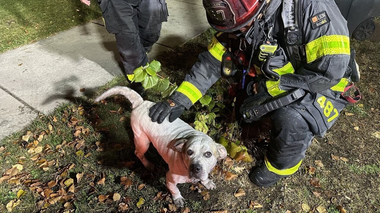 2 juveniles taken to hospital, 2 dogs rescued from house fire in South Bend