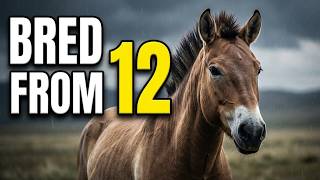 The Last Wild Horse on Earth (Can They Survive)