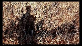 Pepper the Pointer - Nine month old German Shorthaired Pointer pheasant hunting by Tekhed454 107 views 3 years ago 55 seconds