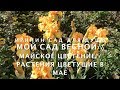 Мой сад весной//Майское цветение//Растения цветущие в мае