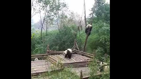 The lovely video about how the  Panda