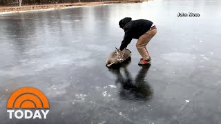 Man Rescues Deer From Thin Ice, Caught On Video | TODAY