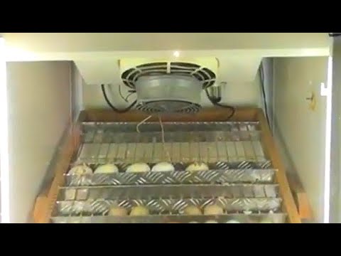 Vídeo: 3 maneres d’aparèixer els ous d’oca