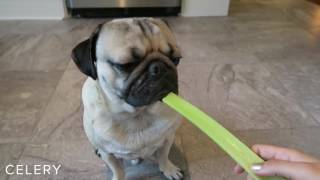 Doug The Pug Eats Fruits & Vegetables Compilation