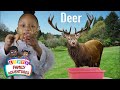 Forest Animal Toys - Learn Animals Sounds with Box Full of Toys