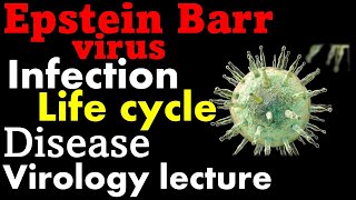 Epstein Barr virus (EBV) | infection, symptoms and life cycle