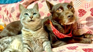 🔴猫と涼もうgoodnight🥵🖖😻💨Cat Water ASMR