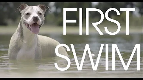 Whippet Dog's First Swim With Dog Friends