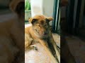 Pet care #pets #petlover #dog #care #love #doglove #catvideos #viral