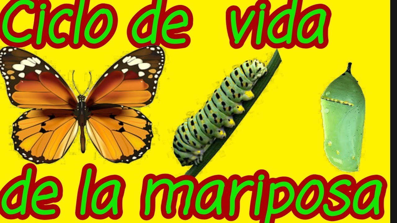 LAS MARIPOSAS Y SU CICLO DE VIDA - YouTube