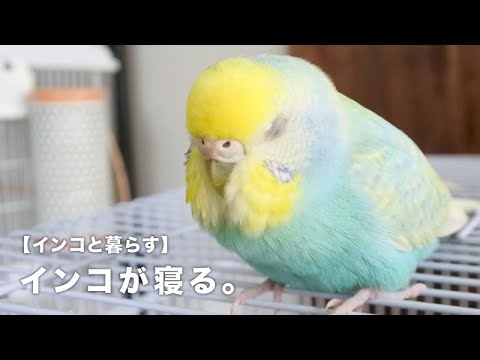 セキセイインコが寝る ぎょりぎょりしてる姿がかわいいらくちゃん インコと暮らす 004 Budgerigar Youtube