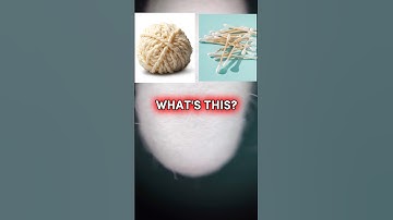What Is This? Magnified View of a Cotton Swab | Fun Microscope Quiz