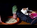 しろと大豆選別 Sorting Soybeans 191218