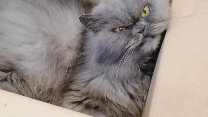 Watch the video about Lazy Persian Cat