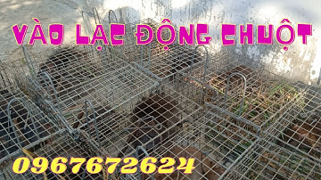 Thăm Bẫy Chuột Cống Nhum, Tập 191( ruộng lúa chín)#ccvlog