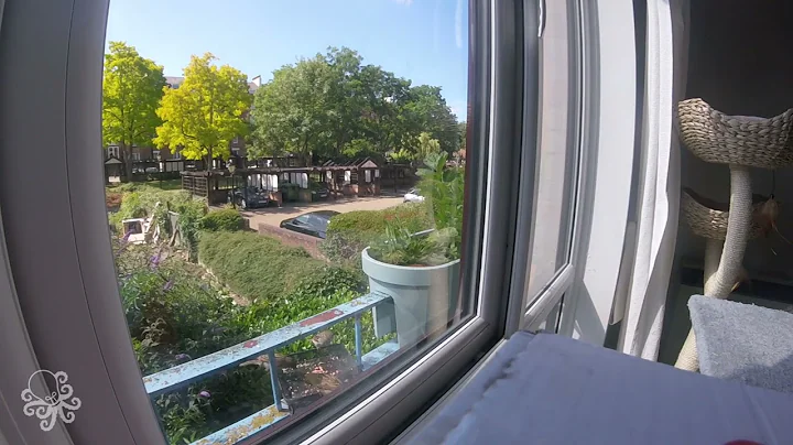 Window Birds 1