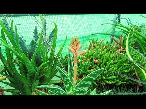Videó: Mi az a spirális aloe növény – Hogyan neveljünk spirális aloe zamatost