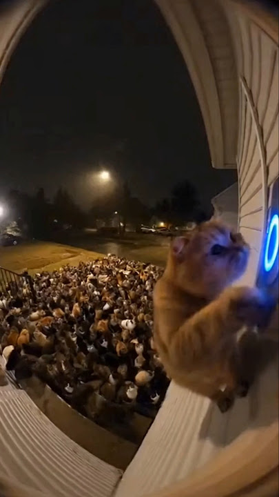 Cats Prank Call the Doorbell 😹🚪OMG #shorts #viralshorts #funnycats