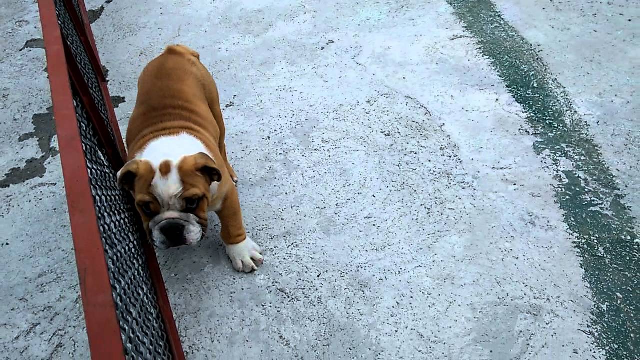 D'Nahros Star Bulldogs - Cachorros puppy paradise