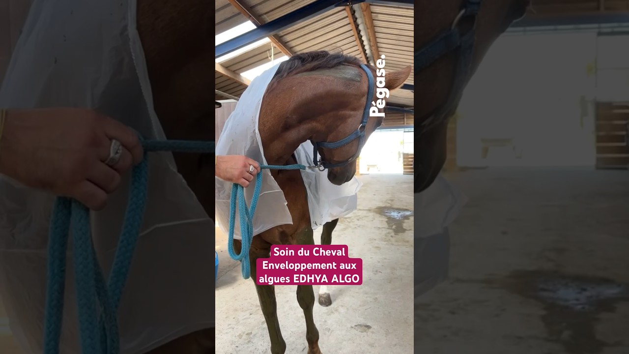 Enveloppes Pour étouffer Cheval Ice Horse, Occasion