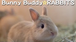 うさぎ専門店rabbitsラビッツ Youtube うさぎ専門店rabbitsラビッツ Youtube