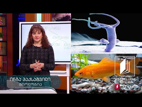 ბიოლოგია, X კლასი - ნერვული სისტემის ტიპები #ტელესკოლა