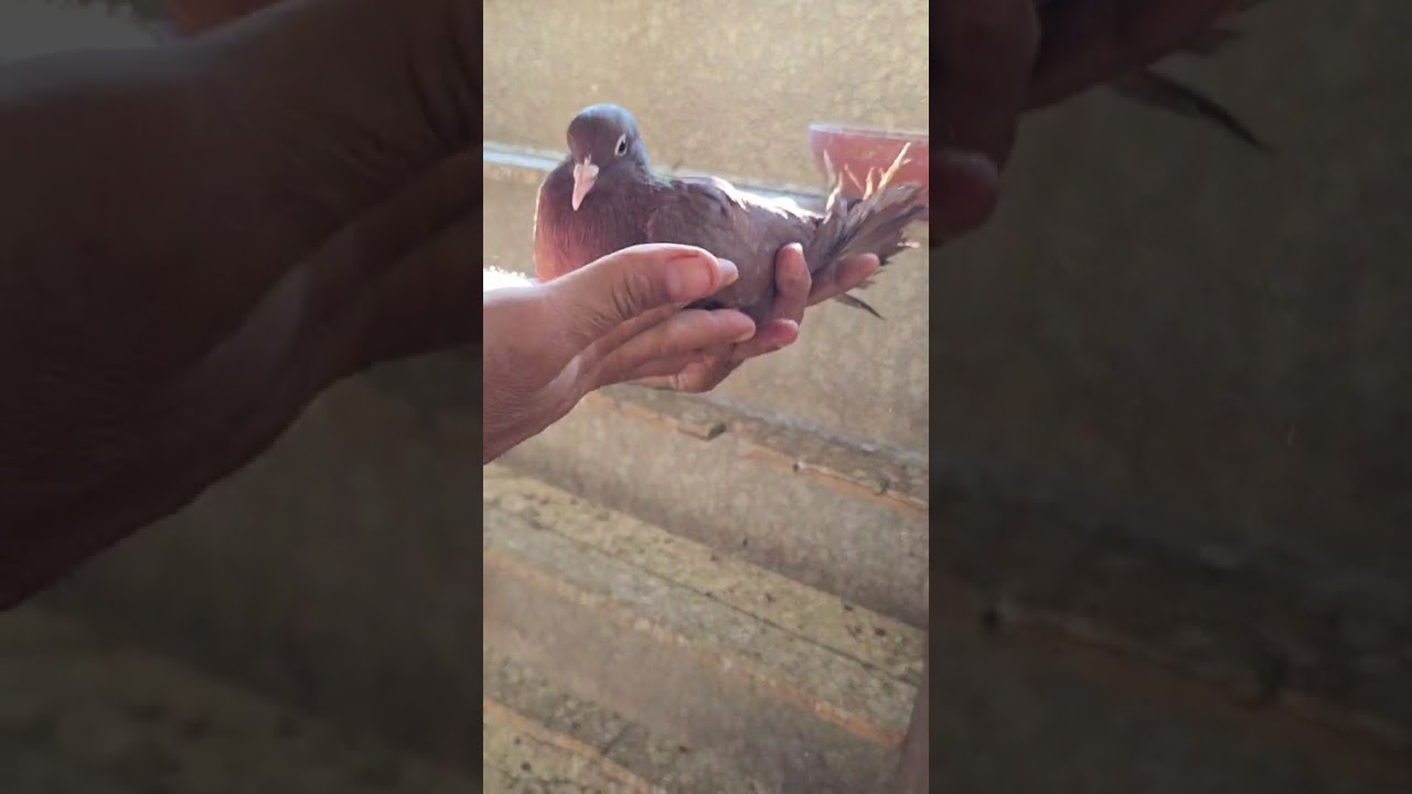 طيور غر ومقبطات درجة اولى لعيون المتابعين