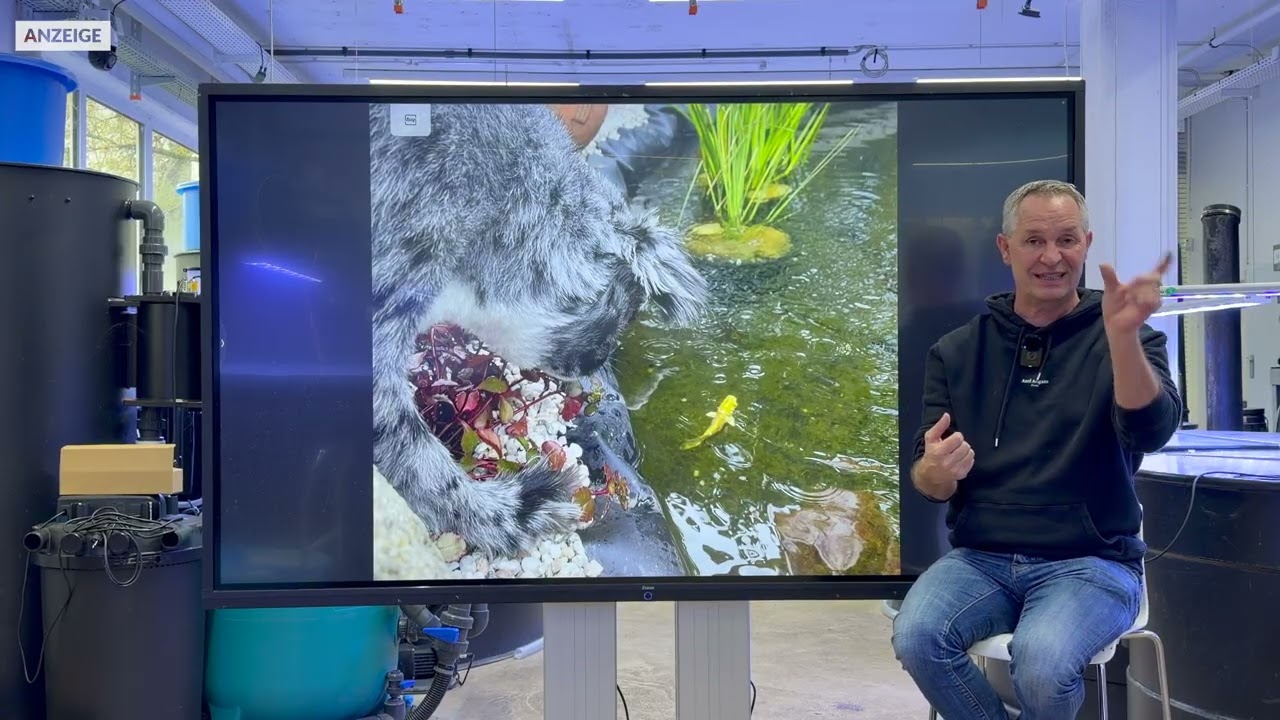 Aufhärten mit Sportplatzkreide: Auch bei kalten Temperaturen sinnvoll  ?| Modern Koi Blog #8048