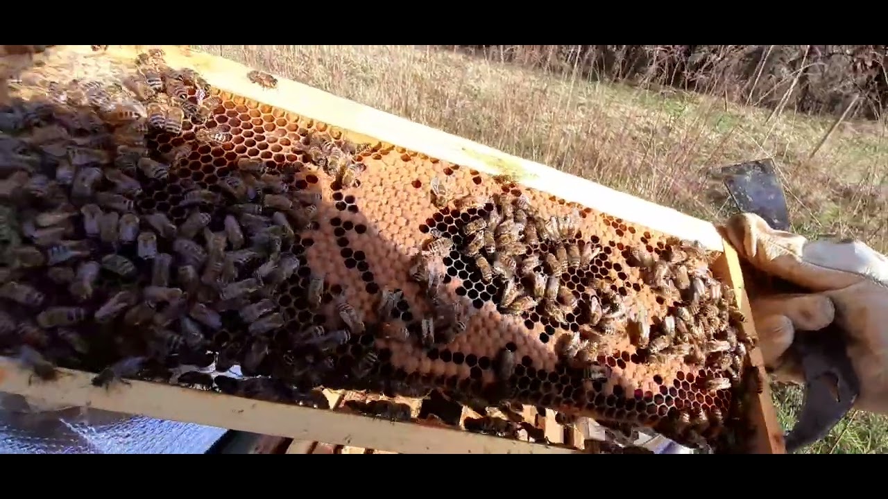 17mars première visite divisible 👌