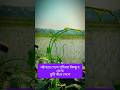 🌿 তুমি নষ্ট হয়ে গেলে পৃথিবীর কিছু হবে না 🌿 #আনিসুররহমানআশরাফী #islamic #virals #viralislamicreels