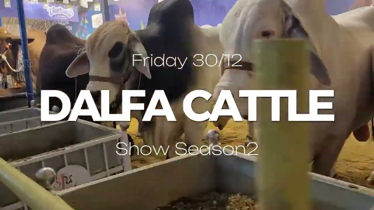 SINBAD CATTLE VIST || DALFA CATTLE SHOW || SEASON 2 || 30/12/2022