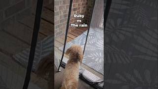 Famous Went outside, saw the rain, came right back in 🌧️😂 #dog #shihpoo #rain #rubyvs #cutedog  #shorts Wealth