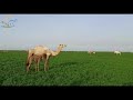 مشاهد لا توصف من خريف بادية الرشايدة شرق السودان راجس الخضاري 