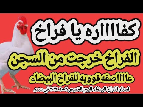 اسعار الفراخ البيضاء اليوم سعر الفراخ البيضاء اليوم الخميس ٢ ١٠ ٢٠٢٥ في مصر جمله وقطاعي