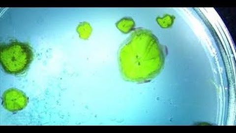 Evolution of Complexity and Intelligence on Earth